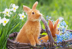 2017Landscape650x450_43